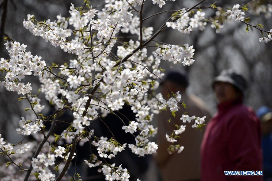Цветущая вишня в пекинском парке 'Юйюаньтань'