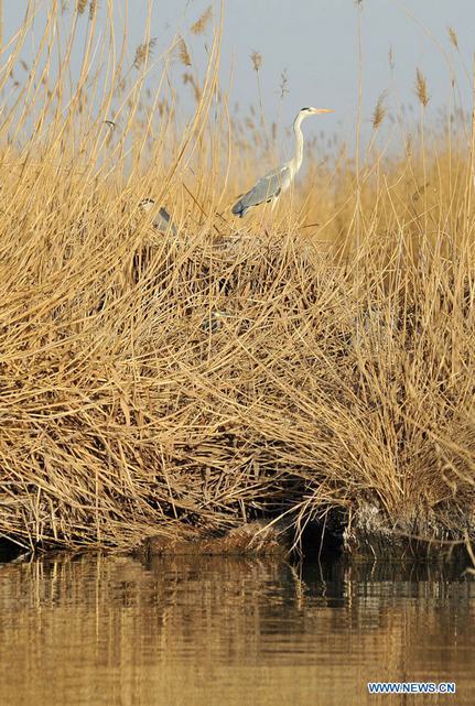 Второй международный фестиваль наблюдения за птицами на озере Шаху