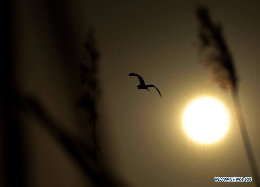 Второй международный фестиваль наблюдения за птицами на озере Шаху
