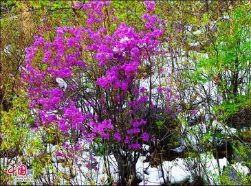 Ранняя весна в горах Улиншань