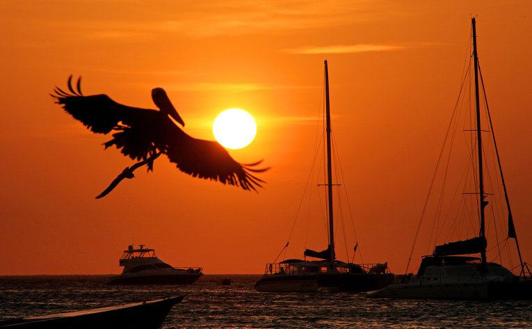 Самые необычные птицы в мире