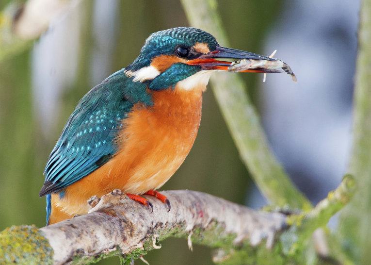 Самые необычные птицы в мире