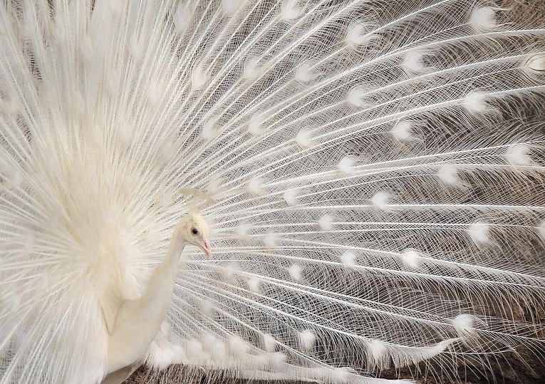 Самые необычные птицы в мире