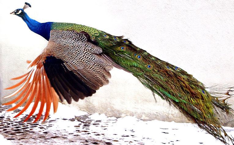 Самые необычные птицы в мире