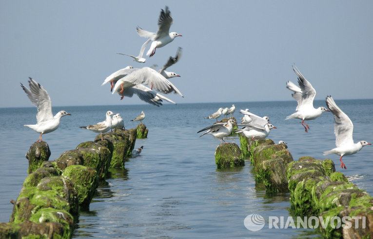 Самые необычные птицы в мире