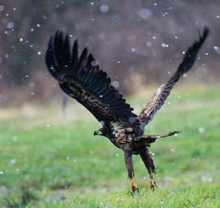 Самые необычные птицы в мире