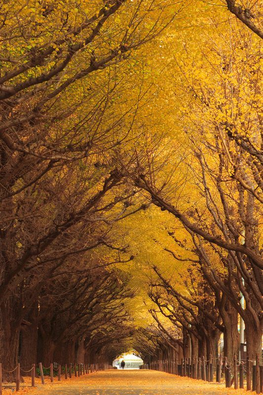 10 самых красивых тоннелей из деревьев в мире