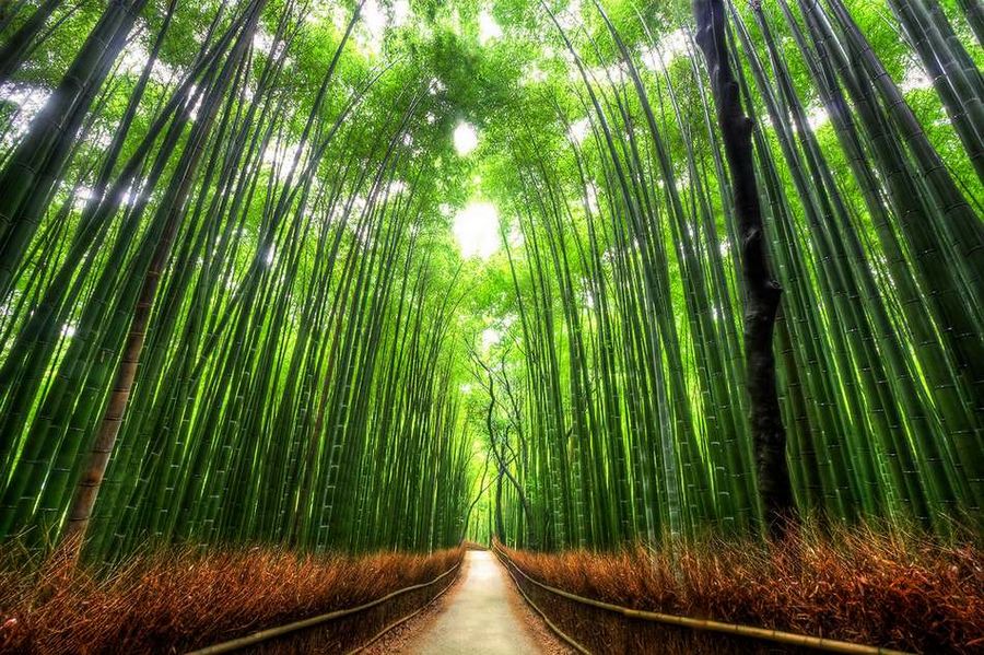 10 самых красивых тоннелей из деревьев в мире