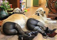 Китайские собачки одеты в сексуальные шелковые носочки 
