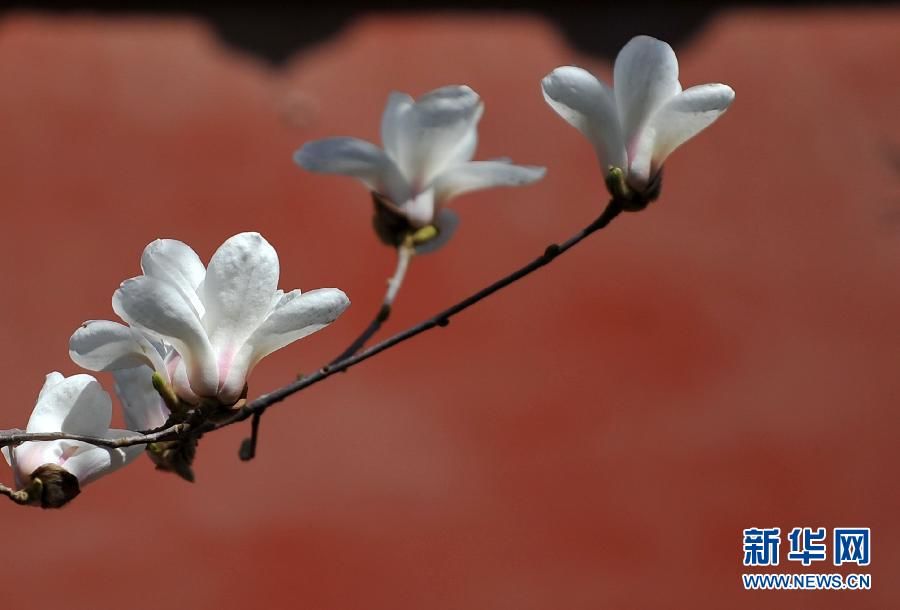 Весна в Пекине