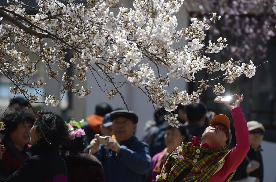 Цветение сакуры в пекинском парке &apos;Юйюаньтань&apos;