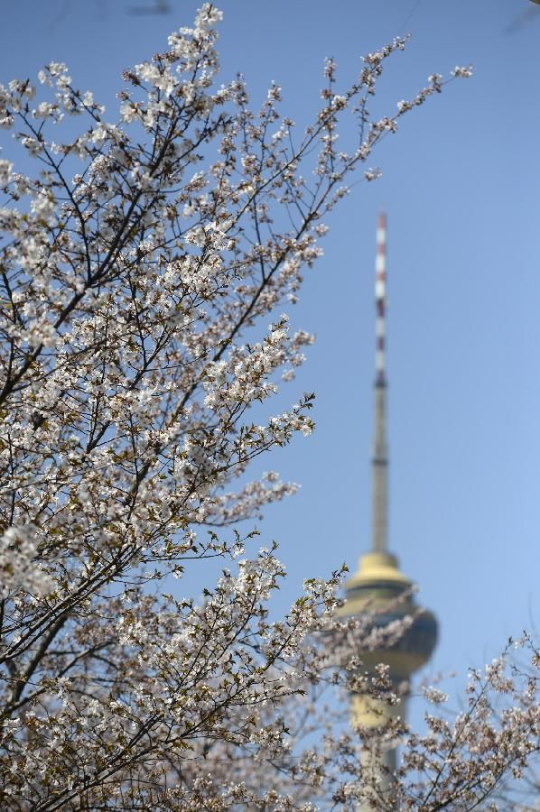 Цветение сакуры в пекинском парке &apos;Юйюаньтань&apos;