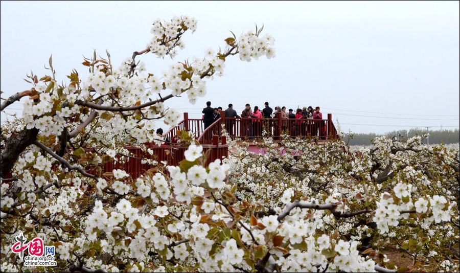 Очаровательный грушевый сад в уезде Гуаньсянь провинции Шаньдун