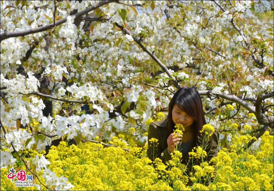 Очаровательный грушевый сад в уезде Гуаньсянь провинции Шаньдун
