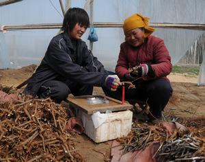 Мэнъинь провинции Шаньдун: благодаря технике прививки деревьев крестьяне зарабатывают по всему Китаю