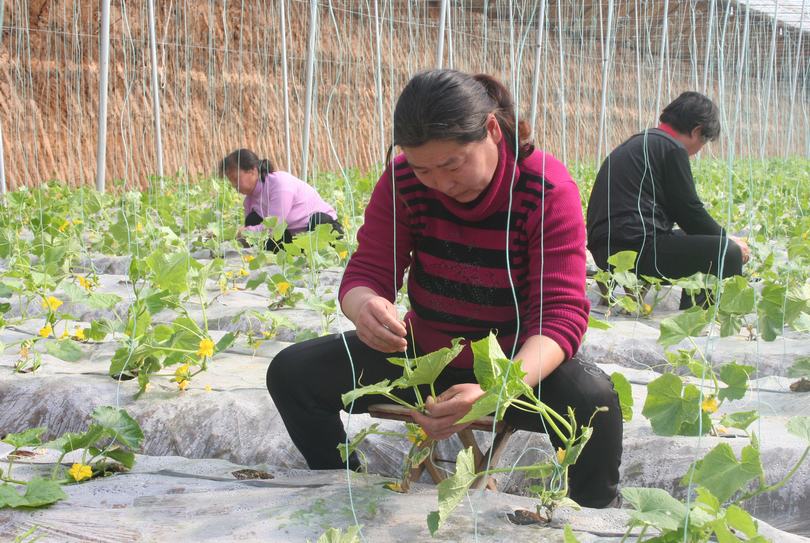 Район Чжоуцунь Цзыбо: «Семейный бизнес» расширяется