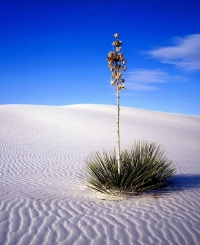 Самые очаровательные пустыни мира6