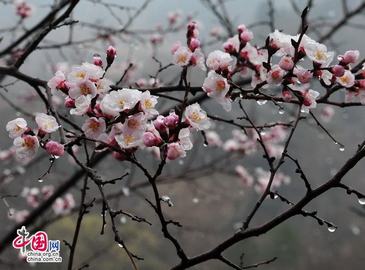 Очаровательные абрикосы на участке Великой китайской стены Цзиньшаньлин