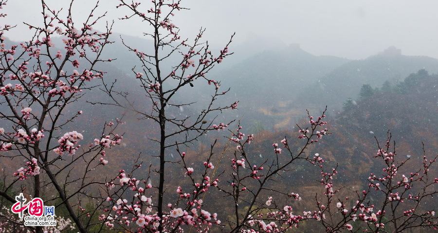Очаровательные абрикосы на участке Великой китайской стены Цзиньшаньлин