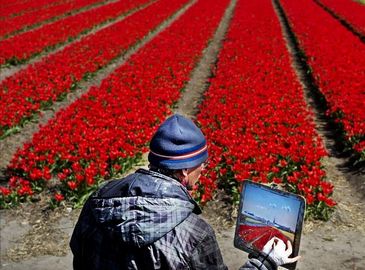 Цветение тюльпанов в Голландии