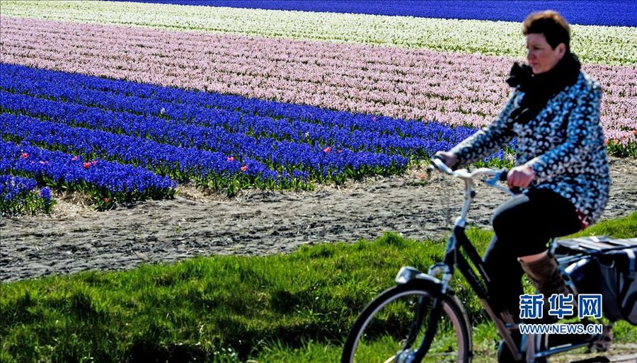 Цветение тюльпанов в Голландии
