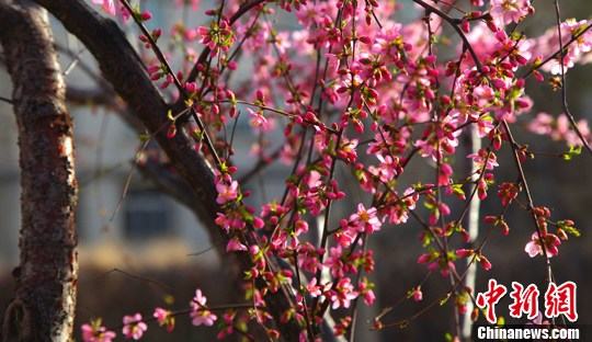 Очаровательные цветы сливы в уезде Хабахэ Синьцзян-Уйгурского автономного района