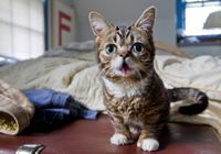Вечный котенок Лил Баб стал новой звездой интернета 