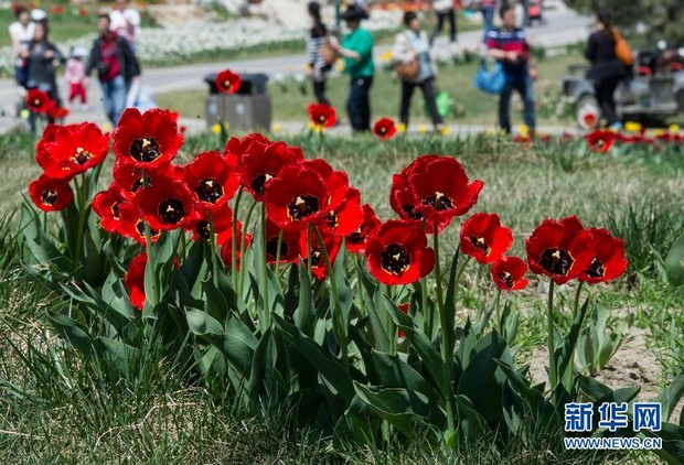 Красивые Тюльпаны в Пекинском международном «Цветочном порту» в районе Шуньи