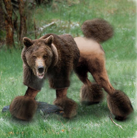 Фото: Лысые домашние животные 