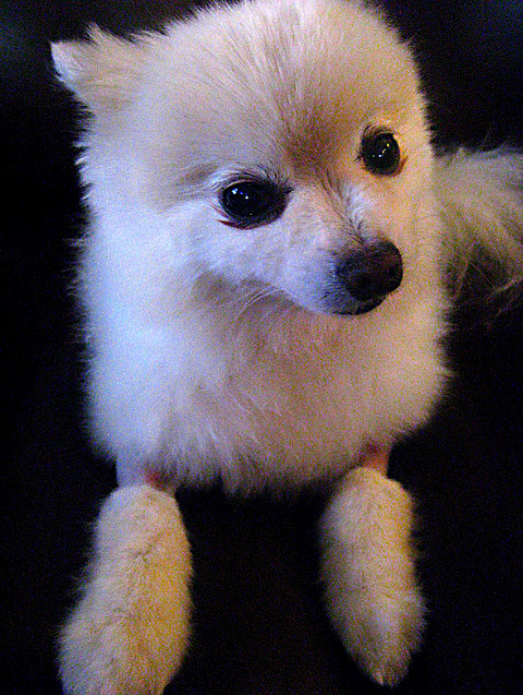 Фото: Лысые домашние животные 