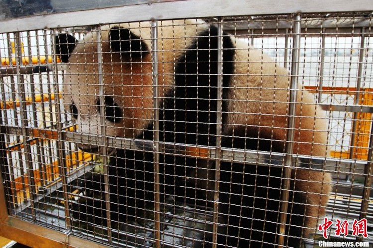 Большие панды отправились из Чэнду в Пекин для участия в Ярмарке садово-паркового искусства