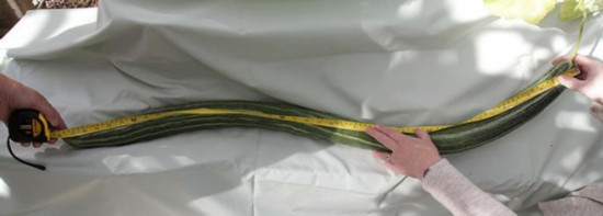 Фото: Овощи-гиганты