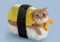 Как мило! Японские «Суши-кошки» 