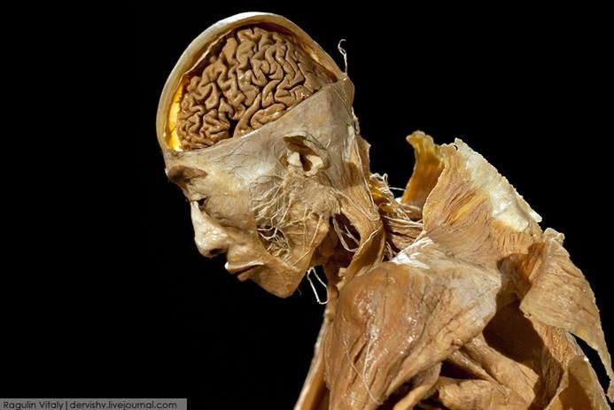 Выставка в России «Тайны тела» 