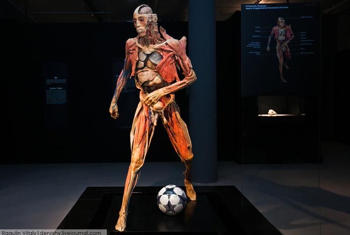 Выставка в России «Тайны тела» Выставка в России «Тайны тела»