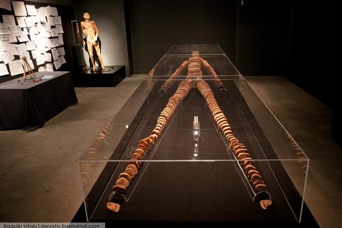 Выставка в России «Тайны тела» 