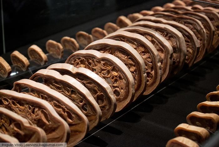 Выставка в России «Тайны тела» 