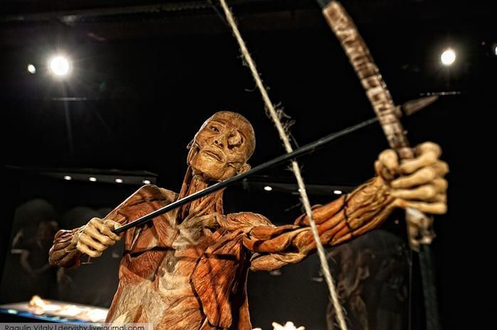 Выставка в России «Тайны тела» 