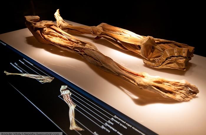 Выставка в России «Тайны тела» 