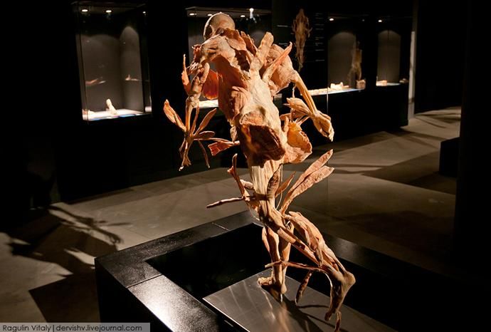 Выставка в России «Тайны тела» 