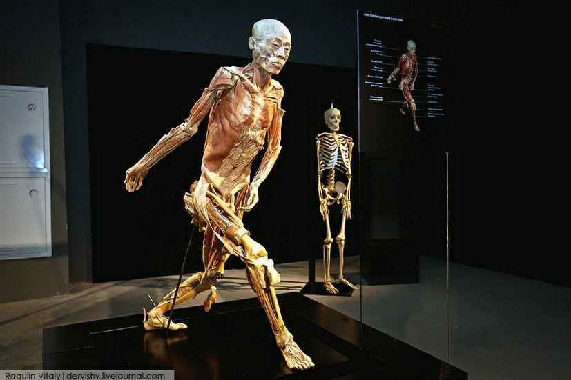 Выставка в России «Тайны тела» 