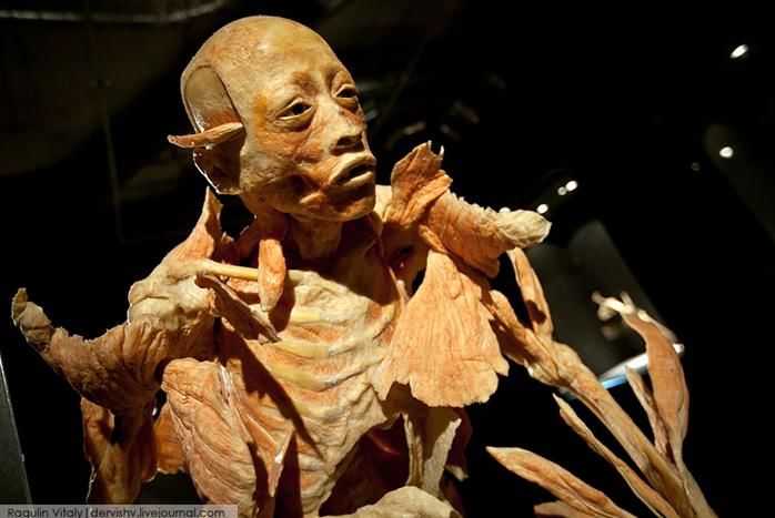 Выставка в России «Тайны тела» 