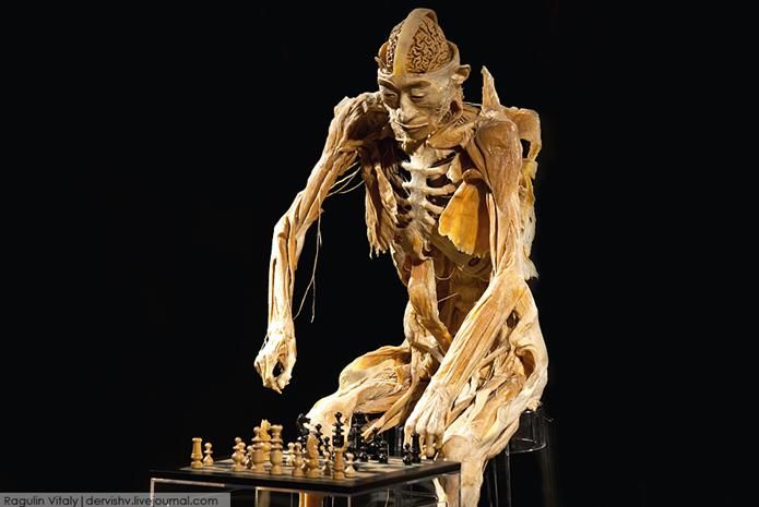 Выставка в России «Тайны тела» 