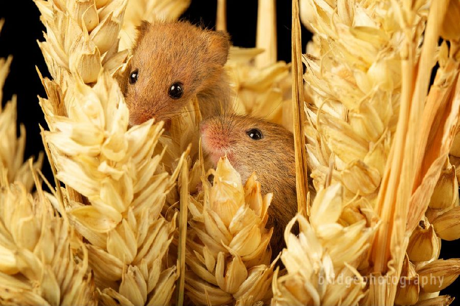 Прекрасные фотографии животных от Марка Бриджера (Mark Bridger)