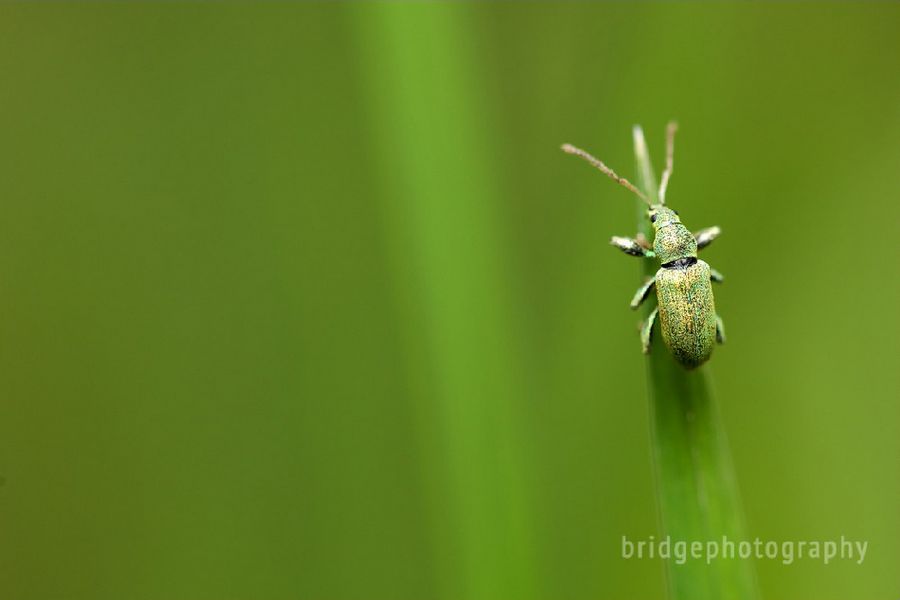 Прекрасные фотографии животных от Марка Бриджера (Mark Bridger)