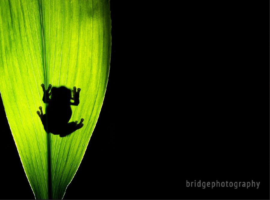 Прекрасные фотографии животных от Марка Бриджера (Mark Bridger)