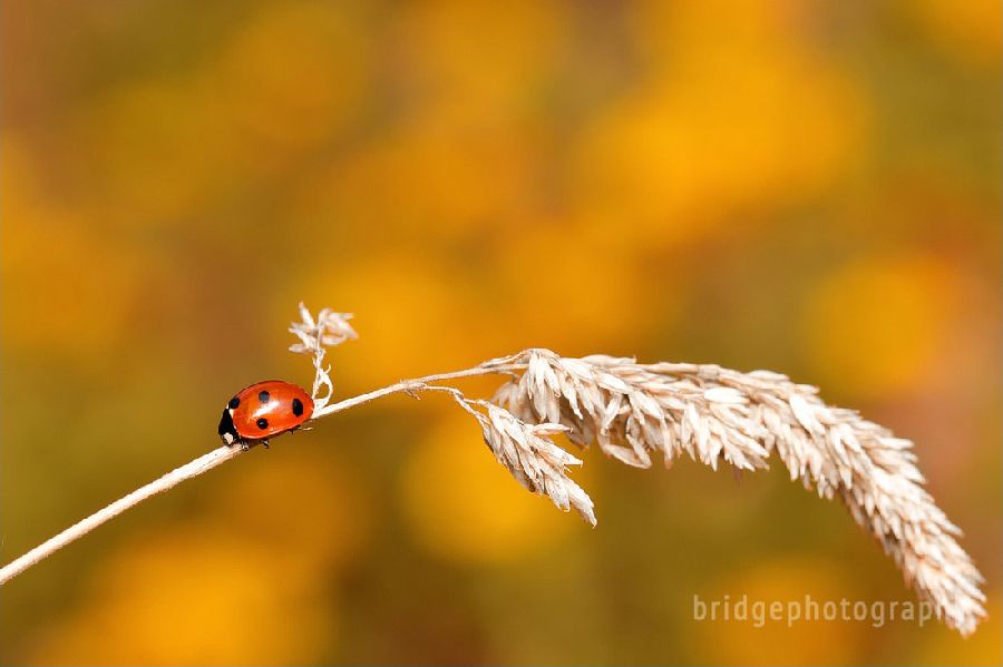 Прекрасные фотографии животных от Марка Бриджера (Mark Bridger)