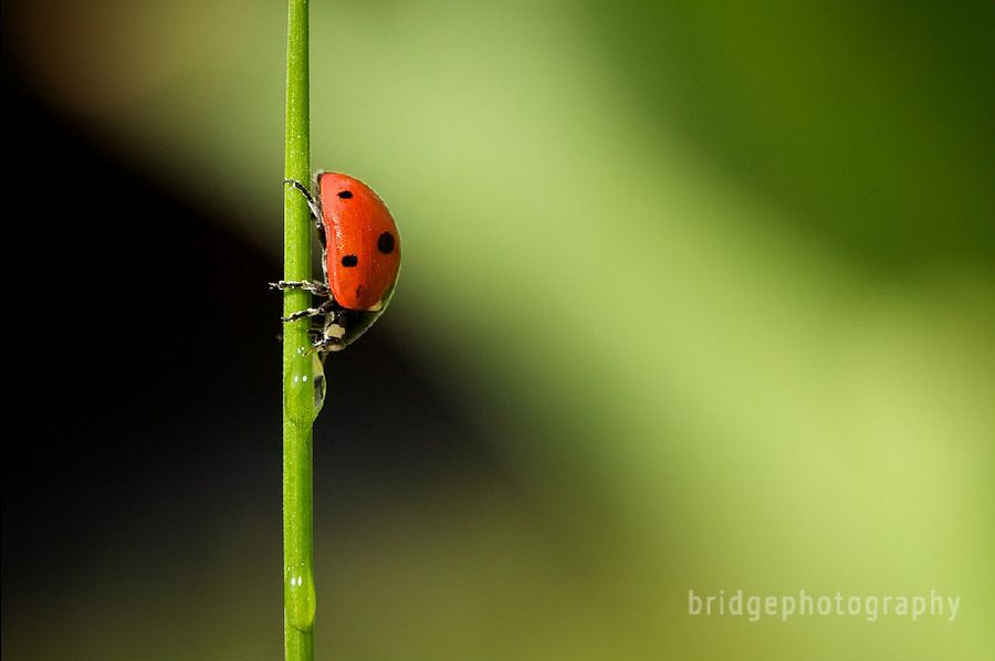 Прекрасные фотографии животных от Марка Бриджера (Mark Bridger)