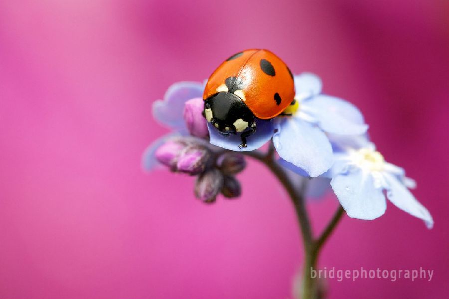 Прекрасные фотографии животных от Марка Бриджера (Mark Bridger)