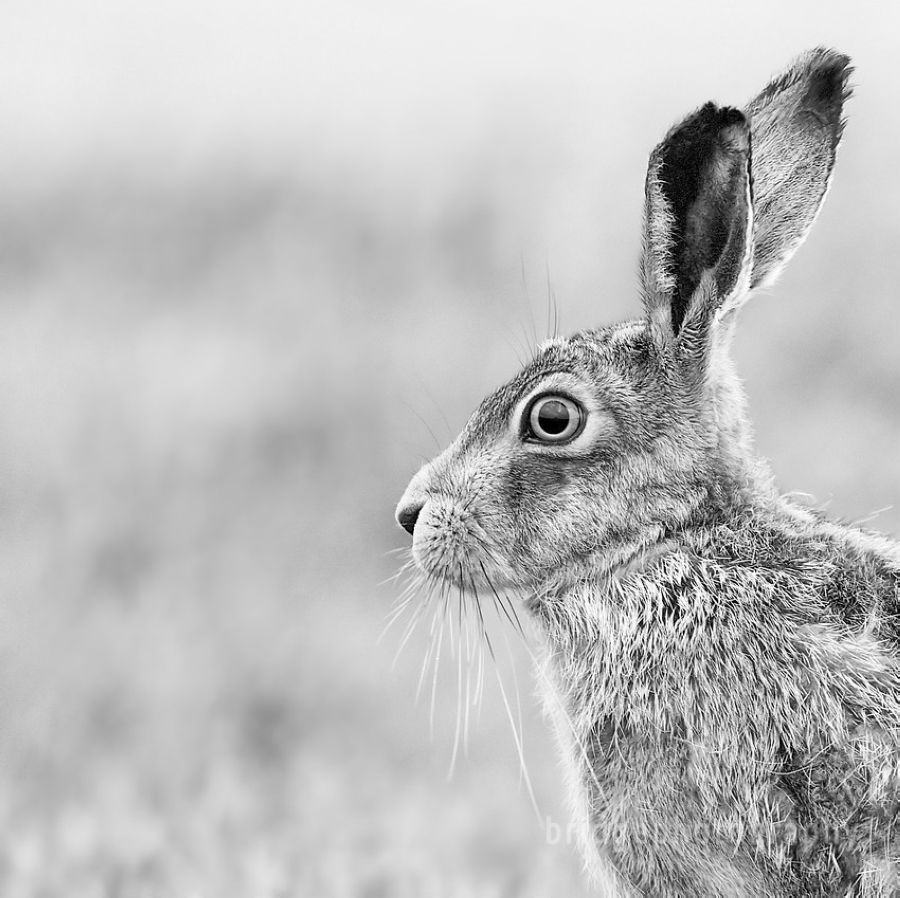 Прекрасные фотографии животных от Марка Бриджера (Mark Bridger)